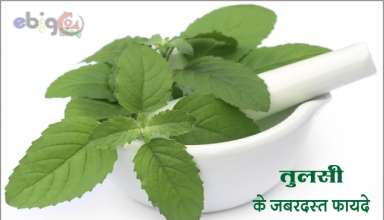 तुलसी के फायदे / tulsi ke fayde in hindi – tulsi se gharelu upchar