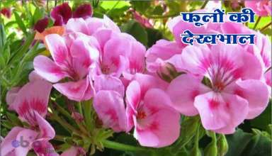 फूलों के पौधों की देखभाल/how to care flowers at home-podho ki dekhbhal kaise kare